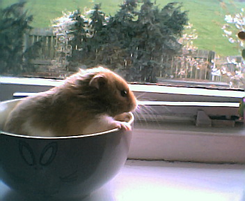Hmmm what to nibble today...