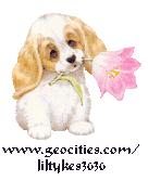 Liltykes tips