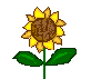 sunfl.gif (1561 bytes)