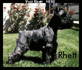 Rhettm_bf128.gif (37158 bytes)