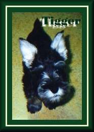 Tigger2sh.jpg (8269 bytes)