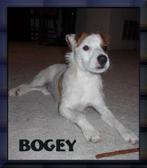 bogeyweb.jpg (21778 bytes)