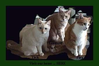 cats2mb_jp60.jpg (8791 bytes)