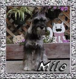 milo8sh.jpg (15841 bytes)