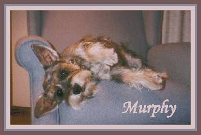 murphsh.jpg (10252 bytes)