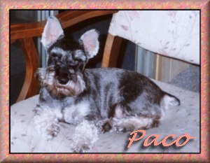 paco1.jpg (20996 bytes)