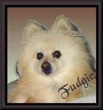 shfudgie2.jpg (8368 bytes)