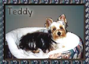 teddy1.jpg (12590 bytes)