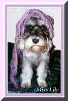 Gypsy Lily