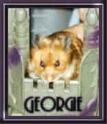 georgie2.jpg (6697 bytes)
