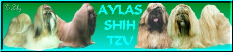 Aylas Shih Tzu