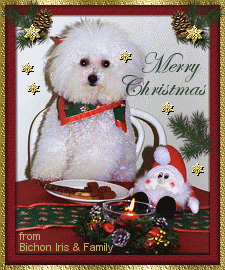 Anita's Bichon Fris�