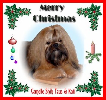Camelle Shih Tzu