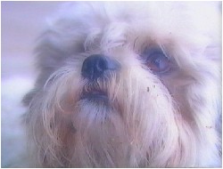 Buster