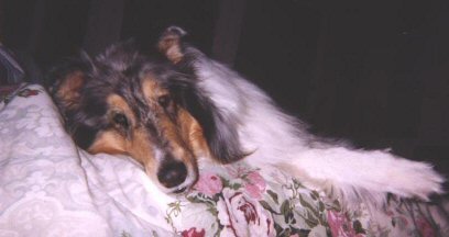 photo of 
 Lance 
