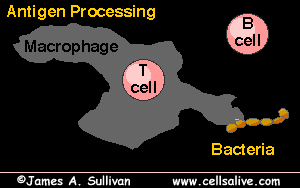 How Antibodies Are Produced