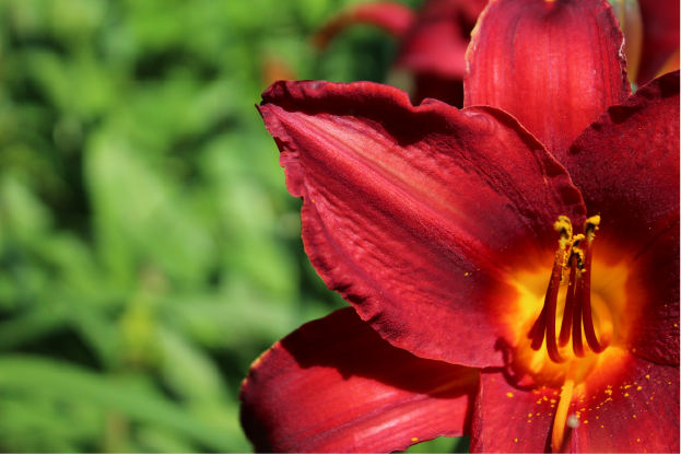 flower