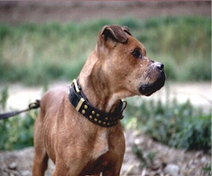 bulletje.jpg (22893 bytes)
