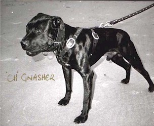 ch_gnasher.jpg (26174 bytes)