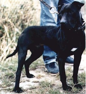 dilinger_spike_tug.jpg (29998 bytes)