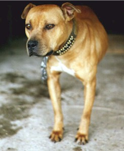 miss pigy.jpg (19142 bytes)