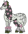 Anemone (Tribal x Isabel)