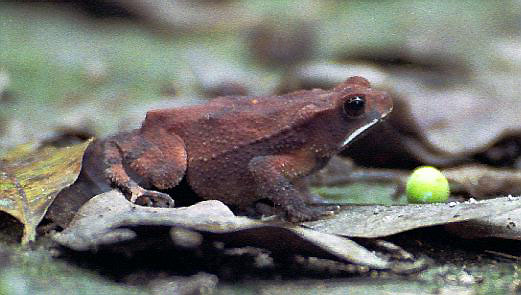 Frog