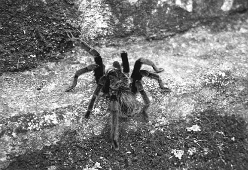 Tarantula 