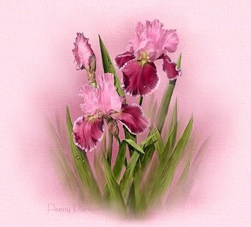 Iris