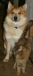 Isl&auml;nsk f&aring;rhund