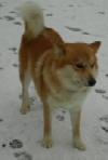 Atli en Isl&auml;nsk f&aring;rhund