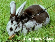 Harald, en stora silver kanin