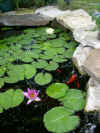 LilyPkYelfish.jpg (53593 bytes)