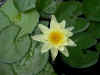 WaterlilyYel.jpg (32220 bytes)