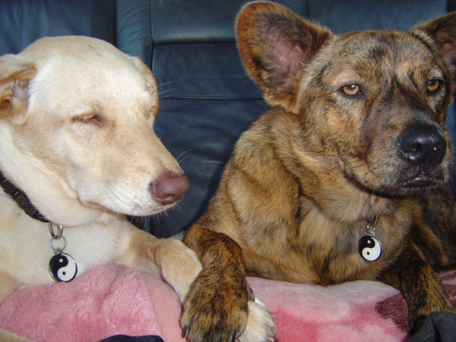 holding paws