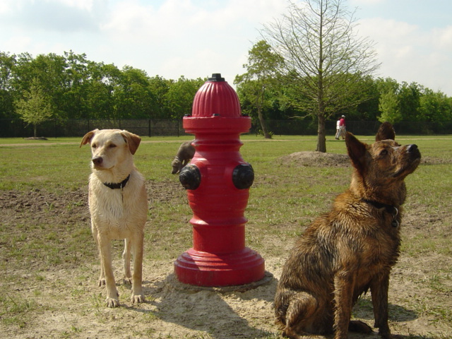 bodhi, hydrant, & dharma