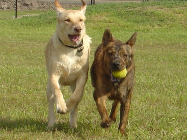 bring me the ball!!!
