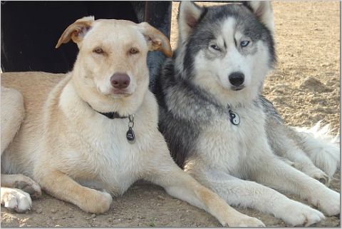 bodhi&maya
