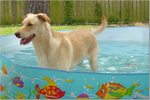 bodhi in the kiddie pool