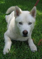 the husky haven pic that captivated us