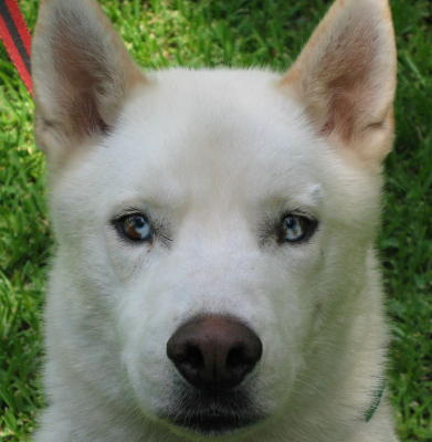 look at his wild eyes.. just like marbles!