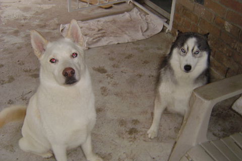 Maya with her new husky brother Everest