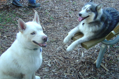 everest and maya chillin' at Maxey park