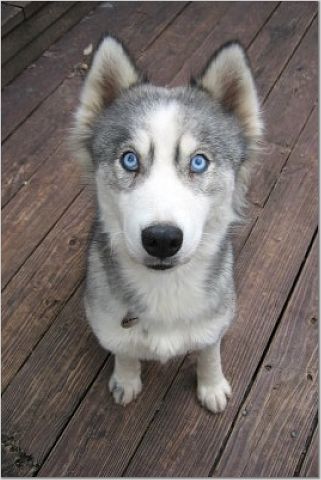 puppy Maya