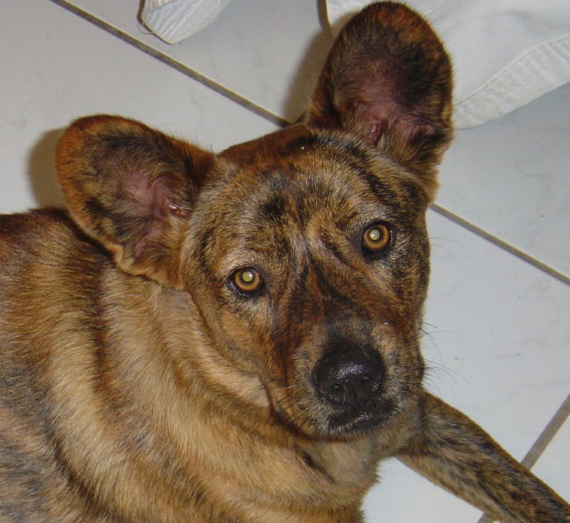 dharma and ears