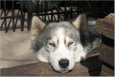 tired maya