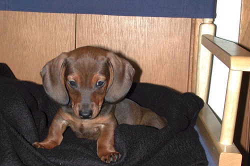 Click to find my owner!