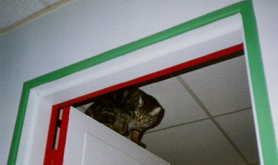 [Lily perched atop a door]