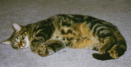[Snoozing Lily]