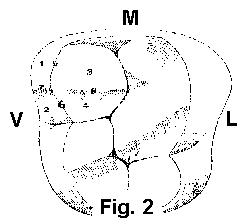 Terminolog�a cusp�dea